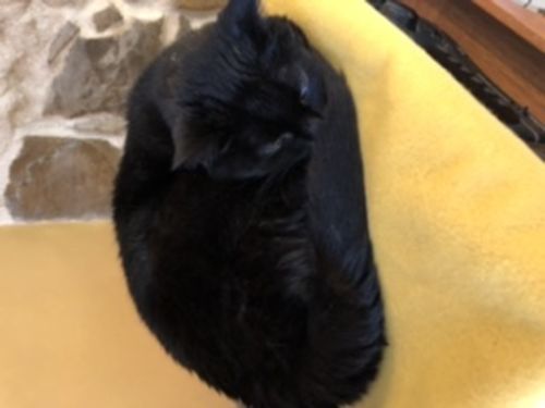 Avis photo d'un client sur Pâtée Chat Stérilisé Sans Céréales - Saumon