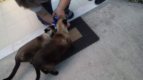 Customer photo review of Specific Cat FCD Crystal Management (7 Kg)