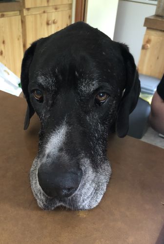 Customer photo review of Ruff Skin Salvation - Skin repair balm for dogs