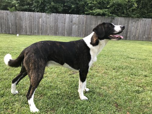 Customer photo review of Grandma Ada's Turkey & Yams Grain & Gluten-Free Holiday Meal Feast