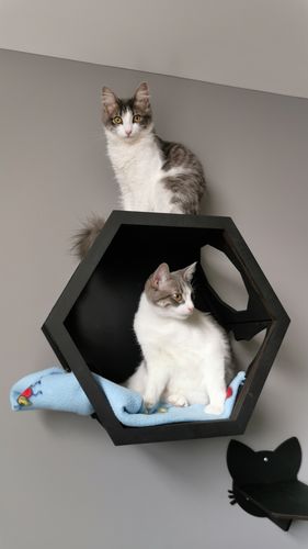 Customer photo review of Cat Furniture Shelf Black