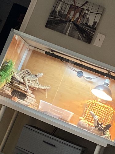 Customer photo review of Zen Mat for 4'x2' Zen Habitats Base Enclosures
