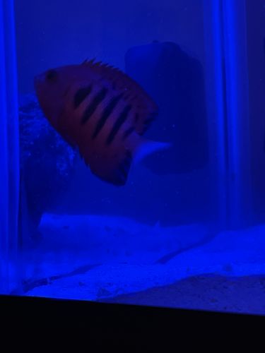 Customer photo review of Medic