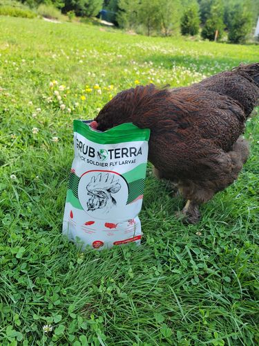 Customer photo review of GrubTerra Dried Larvae