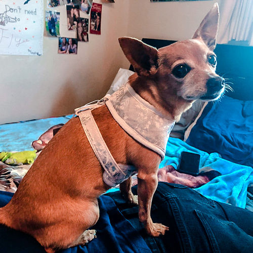 Customer photo review of Wedding dog harness/ Girl dog harness vest