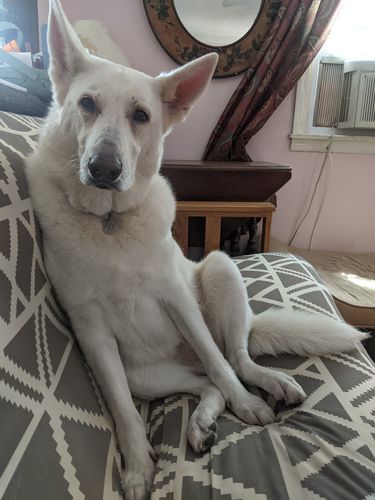 Customer photo review of Advanced Ear Wipes for Dogs & Cats - 100 Count