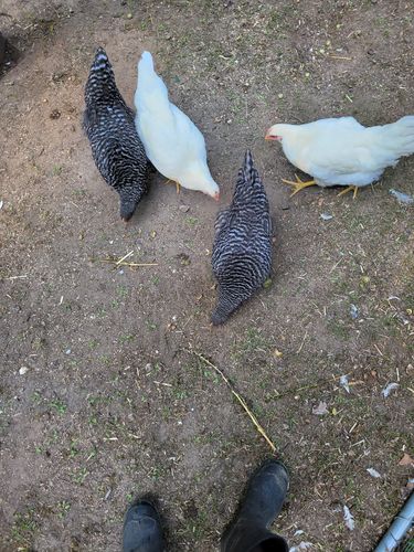 Customer photo review of GrubTerra Dried Larvae