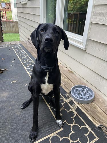 Customer photo review of BarkWise™ Complete