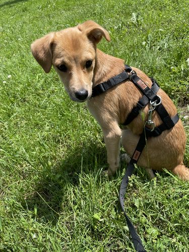 Customer photo review of COMFORT Panikgeschirr