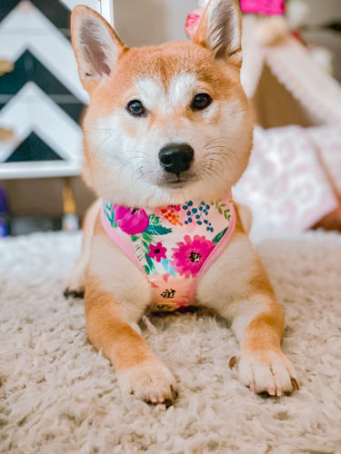 Customer photo review of Watercolor floral dog harness set