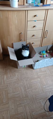 Kundenbewertung mit Foto zu BELISY Juckreiz Bachblüten Tropfen für Hunde & Katzen - gegen Juckreiz - 20 ml