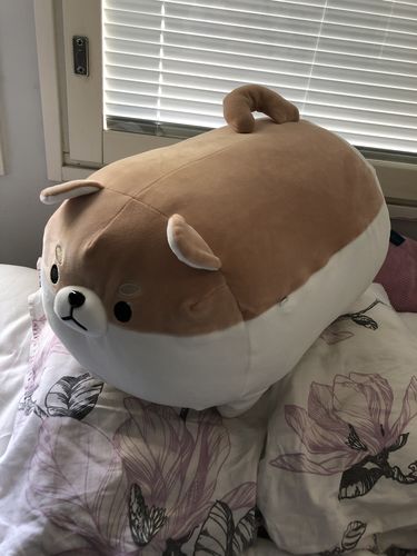 Customer photo review of Chonky Angery Boi The Angry Shiba Pillow