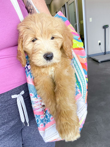 Customer photo review of Daphne Embellished Multi-colored Hand Beaded Tote
