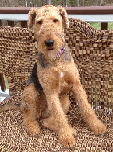 Customer photo review of Grain & Gluten-Free Bacon Biscuit Dog Treats