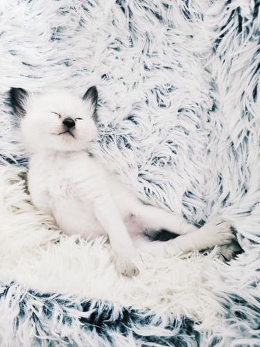 Customer photo review of Calming Pet Cave