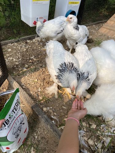 Customer photo review of GrubTerra Dried Larvae