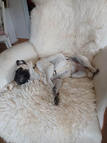 Customer photo review of PREMIUM Hundegeschirr mit Kennfäden | gepolstert