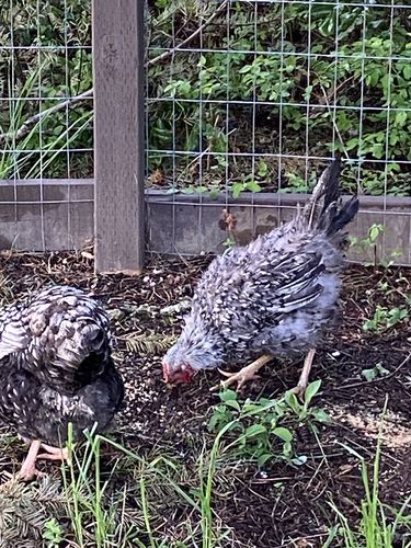 Customer photo review of GrubTerra Dried Larvae