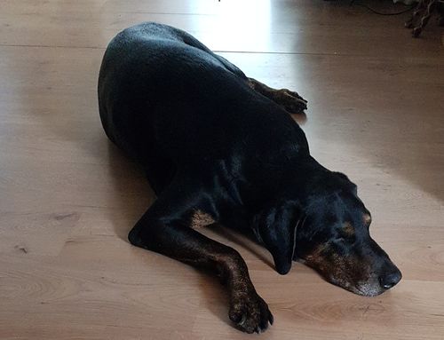 Kundenbewertung mit Foto zu BELISY > Gelenk Komplex < Gelenktabletten für Hunde & Katzen - 100 Tabletten