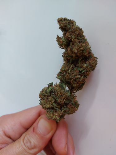 Customer photo review of 🍪COOKIES CBD (Nut_ella)🍪 🔝 ( DA 2€ / GR)