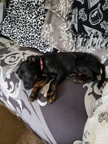 Customer photo review of Pet MD Calming Hemp Soft Chews with Hemp Seed, Chamomile, L-Tryptophan, and Melatonin for Dogs - 120 Count