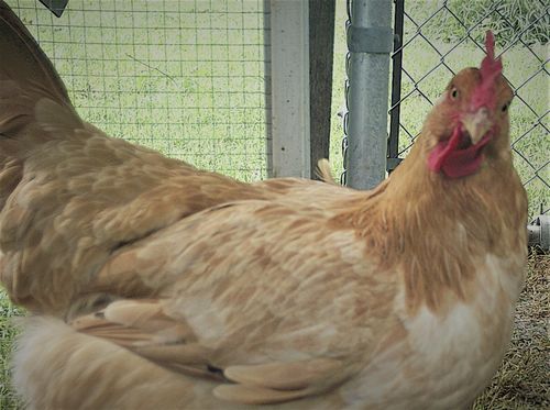 Customer photo review of GrubTerra Dried Larvae