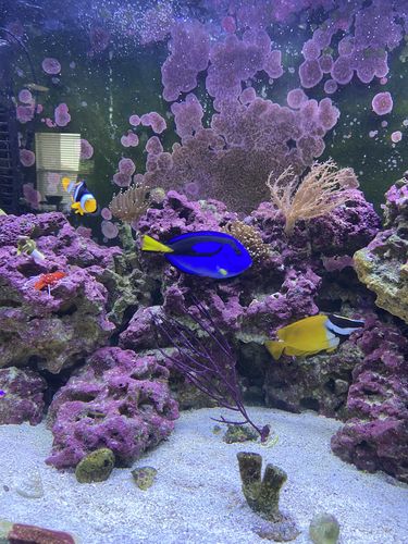 Customer photo review of Medic