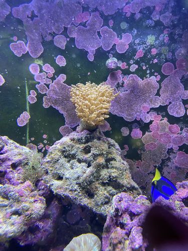 Customer photo review of Polyp-Booster