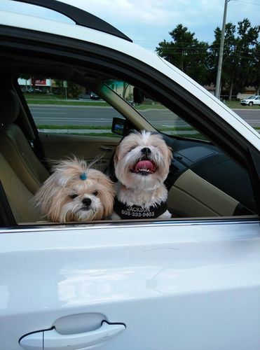 Customer photo review of Wally’s Salmon N’ Rice Meal Pouch