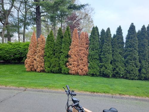 Customer photo review of 2021 Wallke X3 Pro | Full Suspension Folding Electric Fat Bike