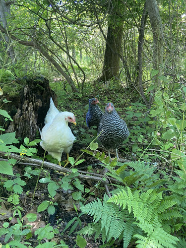 Customer photo review of GrubTerra Dried Larvae