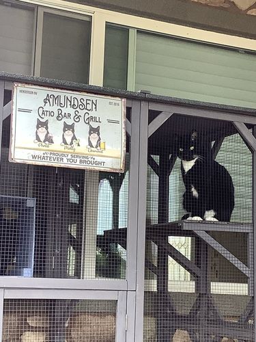 Customer photo review of Personalized Custom Cats Backyard Patio Catio Bar And Grill Metal Sign