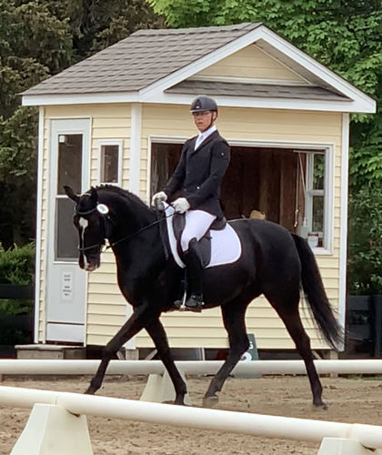 Customer photo review of Dressage Debonaire Saddle