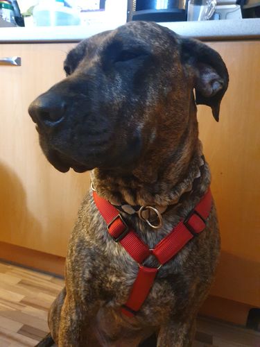 Customer photo review of PREMIUM Panikgeschirr gepolstert