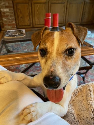 Customer photo review of Grandma Ada's Turkey & Yams Grain & Gluten-Free Holiday Meal Feast Auto renew (Ships every 4 Weeks)