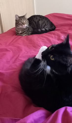 Avis photo d'un client sur Pâtée Chat Stérilisé Sans Céréales - Saumon