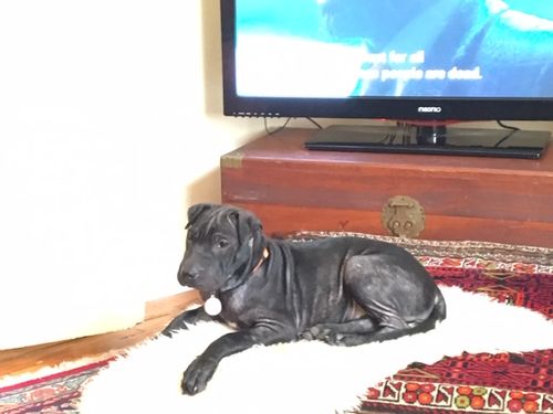 Customer photo review of Ruff Skin Salvation - Skin repair balm for dogs