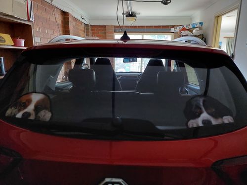 Customer photo review of Can You See Me Now - Personalized Sticker With Your Pet's Photo V1