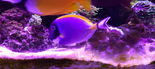 Customer photo review of Medic