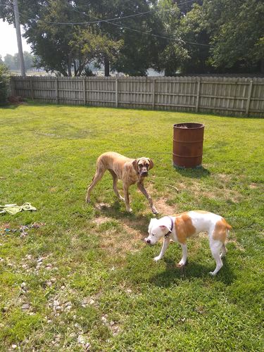 Customer photo review of Advanced Hip and Joint Supplement for Dogs With Glucosamine, Chondroitin, MSM, & Organic Turmeric - 120 ct