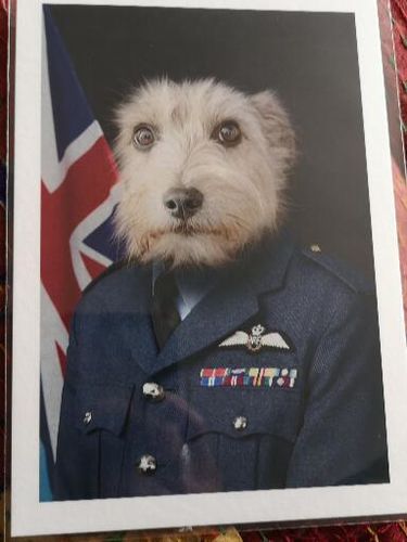 Customer photo review of The RAF Officer - Custom Pet Portrait