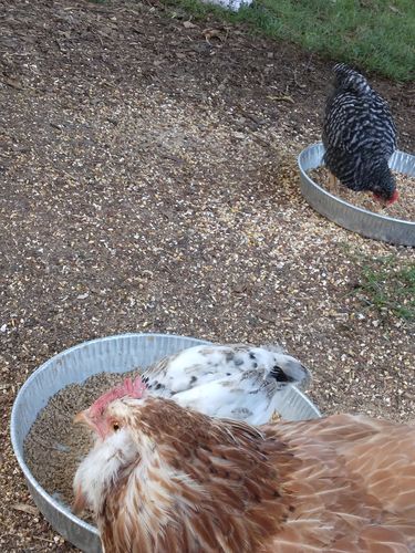 Customer photo review of GrubTerra Dried Larvae