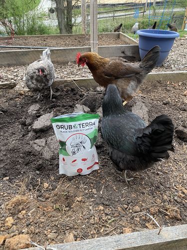 Customer photo review of GrubTerra Dried Larvae