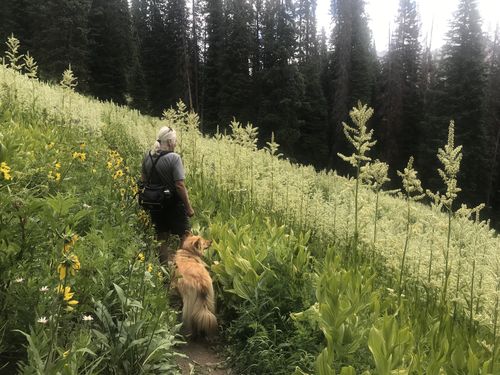 Customer photo review of OnGuard™