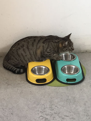 Avis photo d'un client sur Croquettes Chat Stérilisé Sans Céréales - Poulet