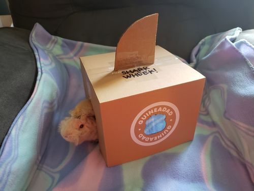 Customer photo review of GuineaDad Crunchy Condo - Pack of 3