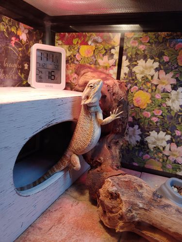 Customer photo review of GrubTerra Fresh Black Soldier Fly Larvae for Reptiles