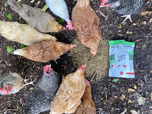 Customer photo review of GrubTerra Dried Larvae