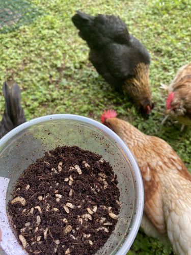 Customer photo review of GrubTerra Fresh Black Soldier Fly Larvae for Reptiles