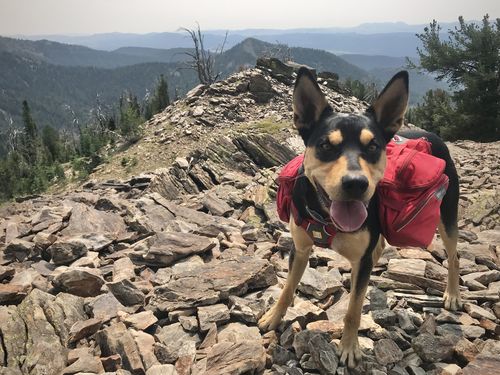 Customer photo review of Adult Canine Food Bars: Beef and Chicken Recipe - BULK BAG